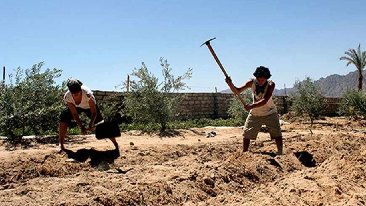 Sabry farm.jpg