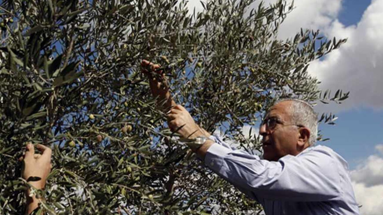 PALESTINIANS/ Palestinian Prime Minister Salam Fayyad stands on a ladder as he picks olives with villagers during harvest in the West Bank village of Nabi Saleh, near Ramallah October 31, 2011. REUTERS/Mohamad Torokman (WEST BANK - Tags: POLITICS AGRICULTURE) - RTR2TGGD