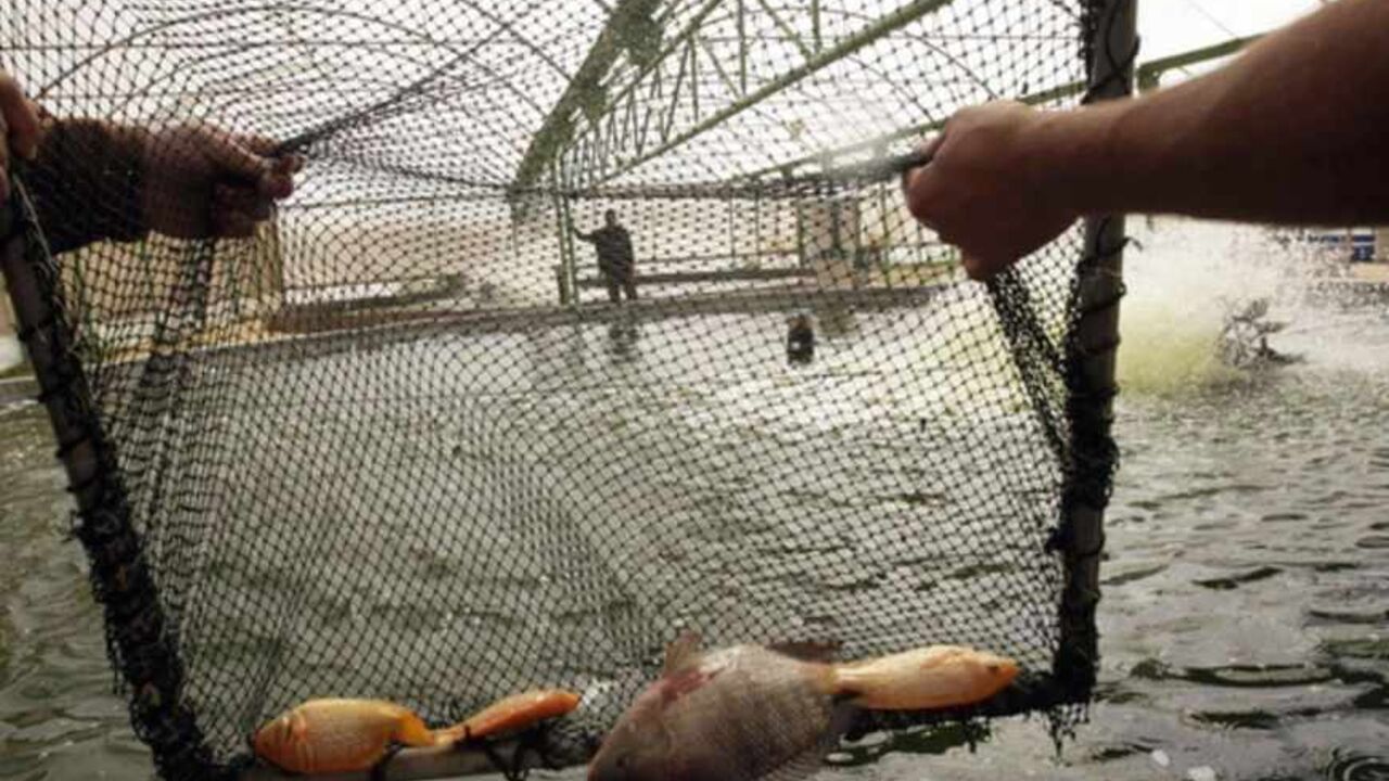 Palestinians catch fish at a fish farm in Khan Younis Palestinians catch fish at a fish farm in Khan Younis in the southern Gaza Strip February 22, 2010. With their fishermen at risk of being shot at by the Israeli navy, Palestinians in the Gaza Strip are finding new ways to supply the blockaded territory with a staple that is in short supply. Picture taken February 22, 2010. REUTERS/Ibraheem Abu Mustafa (GAZA - Tags: AGRICULTURE CIVIL UNREST POLITICS ENVIRONMENT BUSINESS FOOD) - RTR2ATCO