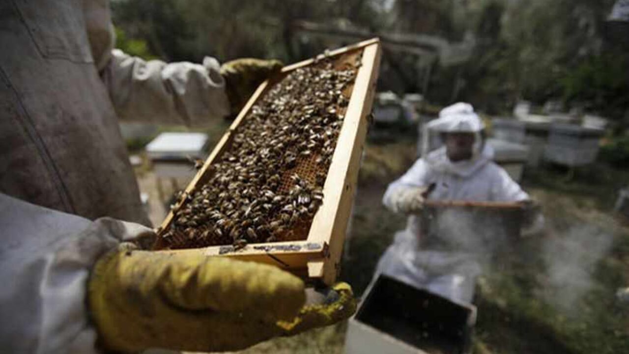 A Palestinian beekeeper checks a honeycomb before collecting honey at a farm in Rafah in the southern Gaza Strip, April 9, 2013. REUTERS/Ibraheem Abu Mustafa (GAZA - Tags: SOCIETY) - RTXYEPE