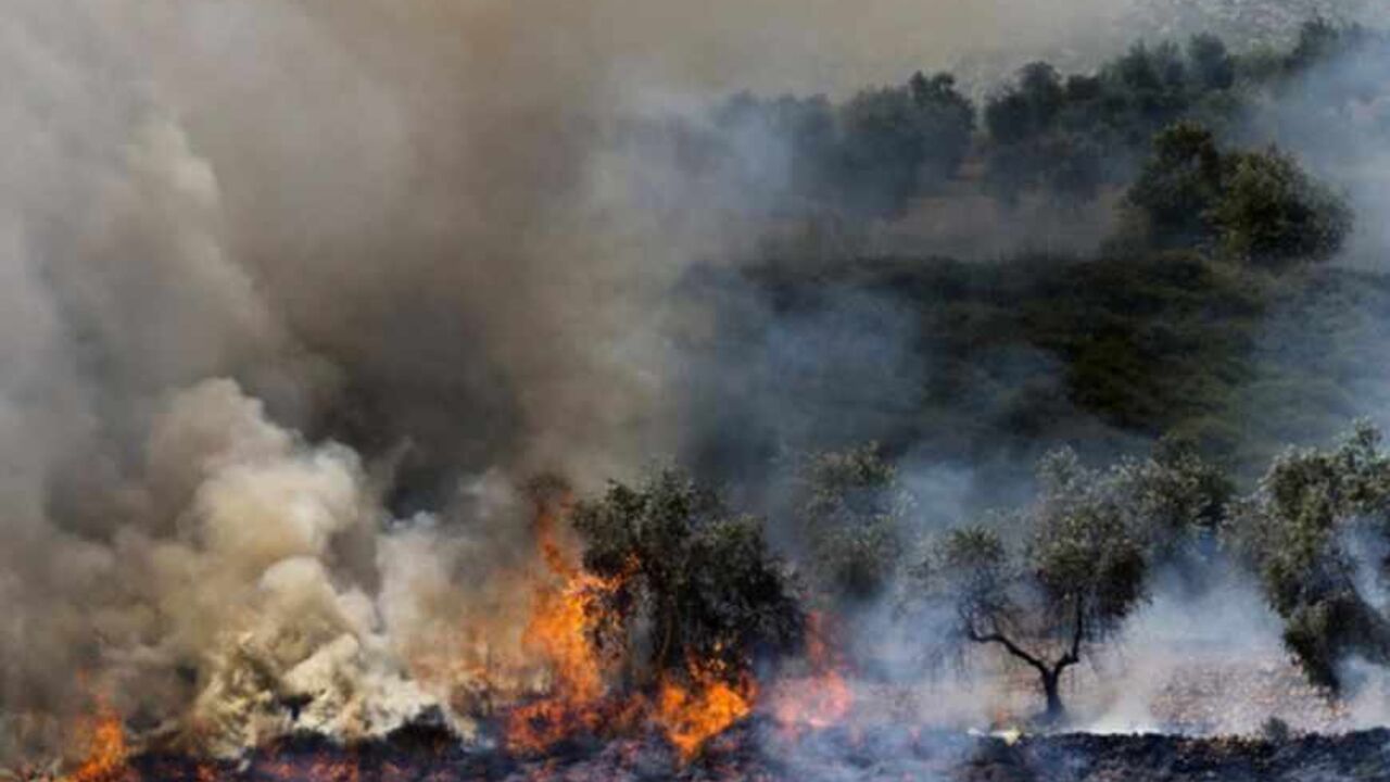 Olive trees, that according to Palestinians were set ablaze by Jewish settlers, burn near Nablus Olive trees, that according to Palestinians were set ablaze by Jewish settlers after a stabbing attack, burn near the West Bank Jewish settlement of Yitzhar near Nablus April 30, 2013. A Palestinian man stabbed and shot dead an Israeli settler in the occupied West Bank on Tuesday, the Israeli ambulance service and police said. REUTERS/Nir Elias (WEST BANK - Tags: POLITICS CIVIL UNREST ENVIRONMENT) - RTXZ4M4