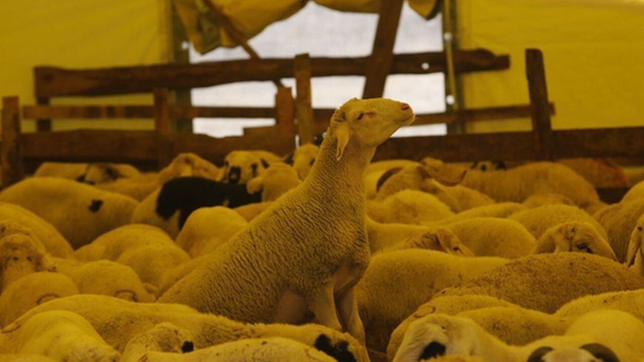 Sheep, to be slaughtered during next week's Eid al-Adha holiday, are seen at a market in Ankara Sheep, to be slaughtered during next week's Eid al-Adha holiday, are seen at a market in Ankara October 11, 2013. Muslims around the world are preparing to celebrate Eid al-Adha (feast of sacrifice), marking the end of the Haj, by slaughtering sheep, goats, cows and camels to commemorate Prophet Abraham's willingness to sacrifice his son Ismail on God's command. REUTERS/Umit Bektas (TURKEY - Tags: ANIMALS RELIGION BUSINESS) - RTX1478W