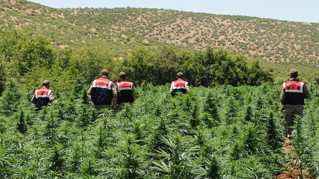 Turkish soldiers arrive to destroy marijuana plants during an operation on June 20, 2013, at Lice in Diyarbakir.  AFP PHOTO/STRINGER        (Photo credit should read STRINGER/AFP/Getty Images)