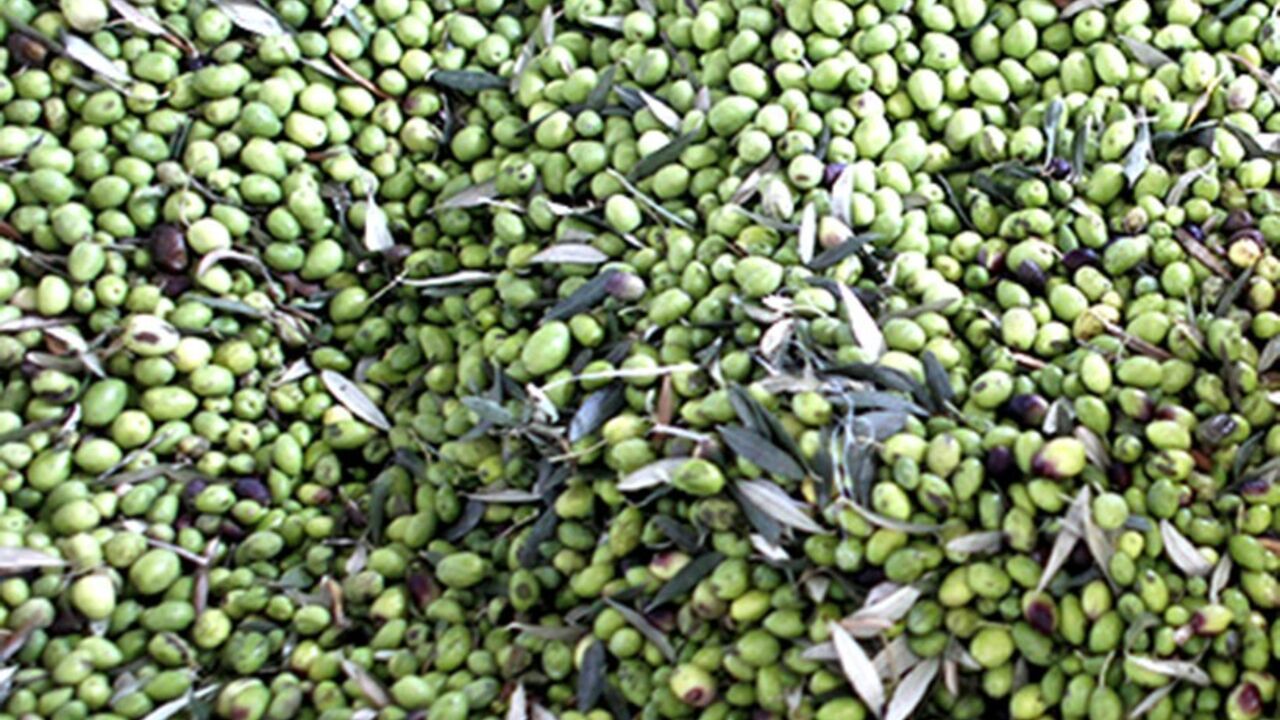 PALESTINIANS/ A Palestinian touches freshly harvested olives after pouring them into a machine at an olive press in West Bank village of Idna, near Hebron October 14, 2012. Reuters/Ammar Awad (WEST BANK - Tags: AGRICULTURE FOOD) - RTR39584