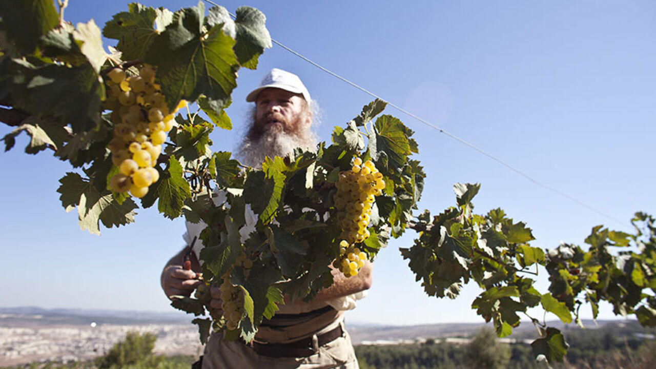 Wine-grower Gershon Ferency harvests grapes in his vineyard south of Bethlehem Wine-grower Gershon Ferency harvests Chardonnay grapes in his vineyard near the West Bank Jewish settlement of Bat Ayin, south of Bethlehem August 20, 2012. Established in 1993, Ferency's winery produces some 6,500 bottles of kosher wine a year using organically grown grapes. REUTERS/Nir Elias (WEST BANK - Tags: FOOD AGRICULTURE) - RTR36ZI0