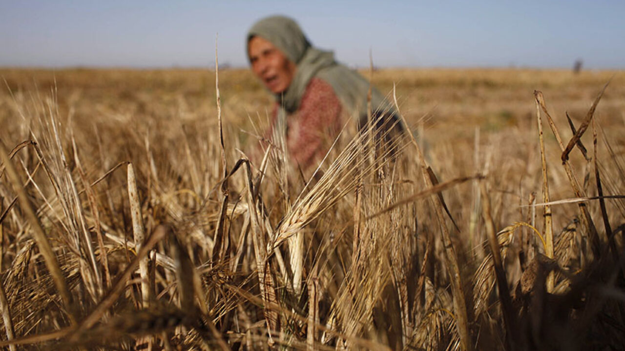 A Palestinian woman harvests barley on a farm near the border of southern Gaza Strip with Israel A Palestinian woman harvests barley on a farm near the border of southern Gaza Strip with Israel April 28, 2014. REUTERS/Ibraheem Abu Mustafa (GAZA - Tags: AGRICULTURE) - RTR3MW60
