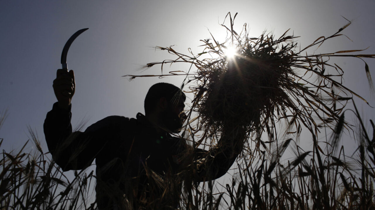 A Palestinian farmer harvests barley on a farm near the border of southern Gaza Strip with Israel A Palestinian farmer harvests barley on a farm near the border of southern Gaza Strip with Israel April 28, 2014. REUTERS/Ibraheem Abu Mustafa (GAZA - Tags: AGRICULTURE) - RTR3MW43
