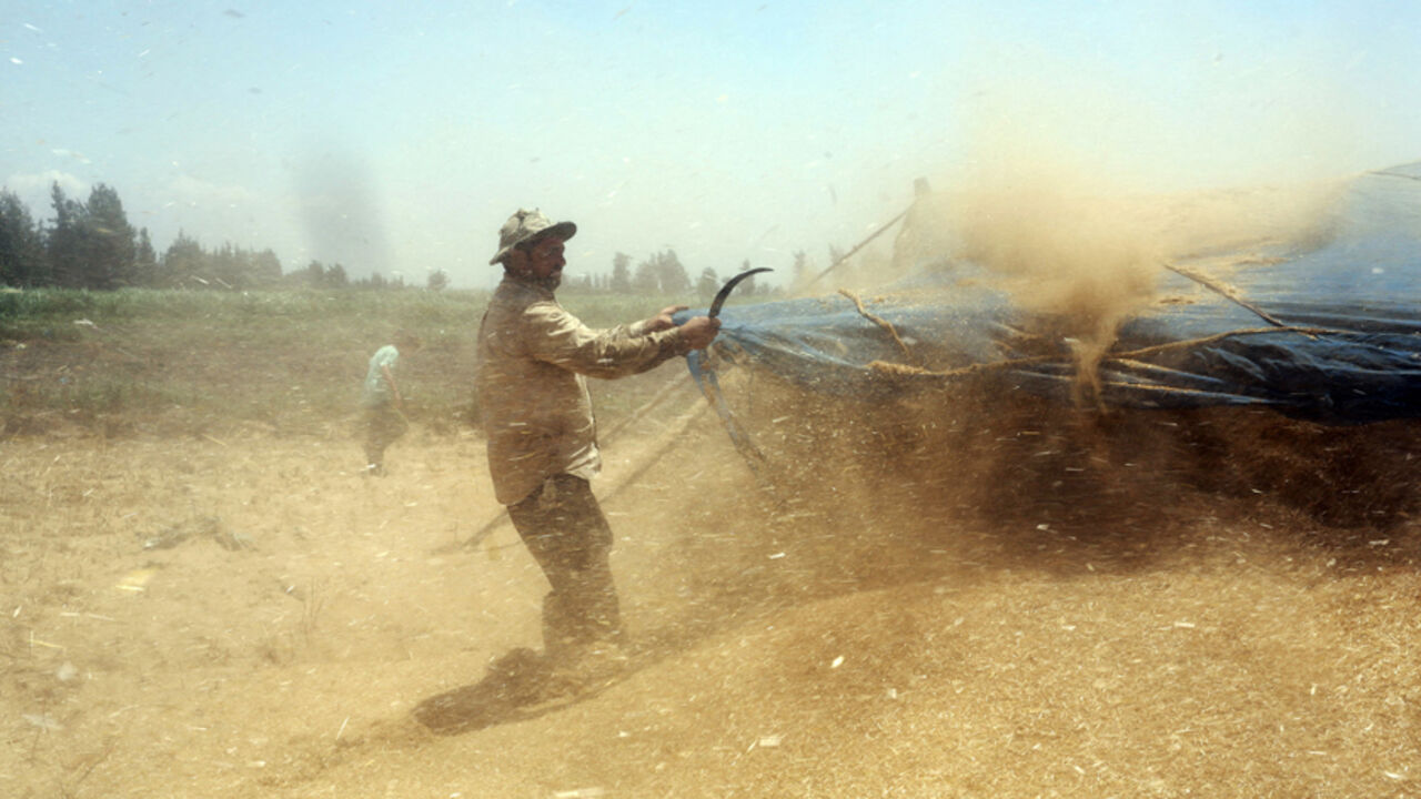 An employee works next to hay coming out of a threshing machine during a harvest of wheat crop in 6 October village in Nile Delta province An employee works next to hay coming out of a threshing machine during a harvest of wheat crop in 6 October village in the Nile Delta province of Al-Baheira, northwest of Cairo May 22, 2014. Egypt, the world's biggest wheat importer, has bought around 3 million tonnes of local wheat from farmers since the harvest began last month, the supplies minister said on Saturday. The figures are an indication that the government appears likely to meet its aim for local purchases this year. Picture taken May 22, 2014.