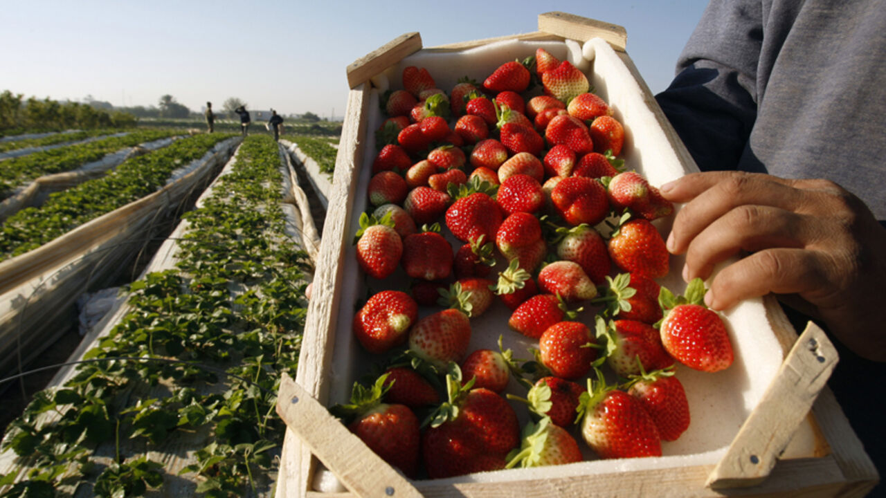PALESTINIANS/ A Palestinian labourer holds up a box of freshly picked strawberries, intended for export, on a farm in Beit Lahiya in the northern Gaza Strip December 7, 2011. REUTERS/Ibraheem Abu Mustafa (GAZA - Tags: AGRICULTURE FOOD SOCIETY BUSINESS) - RTR2UY5X