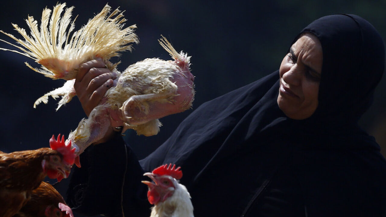 EGYPT-BIRDFLU A woman examines a live chicken before buying it on the outskirts of Cairo, December 4, 2014. Another Egyptian has died of H5N1 bird flu, bringing the total number of deaths in Egypt from the virus to seven this year out of 14 identified cases, the health ministry said on Wednesday. REUTERS/Amr Abdallah Dalsh (EGYPT - Tags: ANIMALS ENVIRONMENT HEALTH) - RTR4GPFL