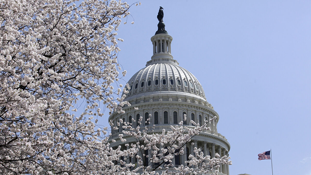 USA/ Cherry trees are in full bloom in front of the U.S. Capitol in Washington April 10, 2013. REUTERS/Yuri Gripas (UNITED STATES - Tags: POLITICS) - RTXYGQL