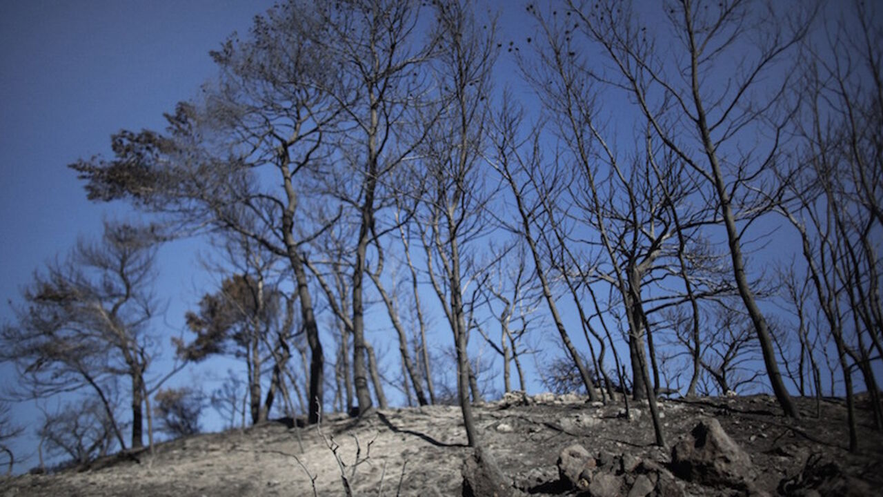 DV881170 This pictures shows the charred and desolated landscape after a raging fire ravaged the Carmel forest close to Kibbutz Beit Oren, near the northern Israeli city of Haifa, on December 3, 2010 as thousands of Israeli firemen and rescuers fight to control a massive forest fire that has already killed 41, as global help poured in to battle the biggest inferno in the country's history. AFP PHOTO/MARCO LONGARI (Photo credit should read MARCO LONGARI/AFP/Getty Images)
