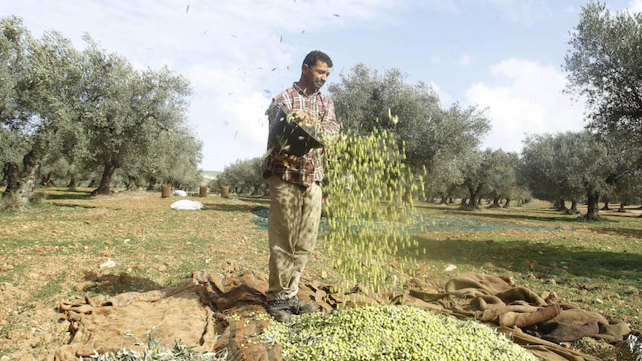 TUNISIA/ A worker pours olives out of a bucket during the olive harvest in Sidi Tabet, near Tunis November 13, 2012. REUTERS/Zoubeir Souissi (TUNISIA - Tags: AGRICULTURE FOOD) - RTR3AD0P