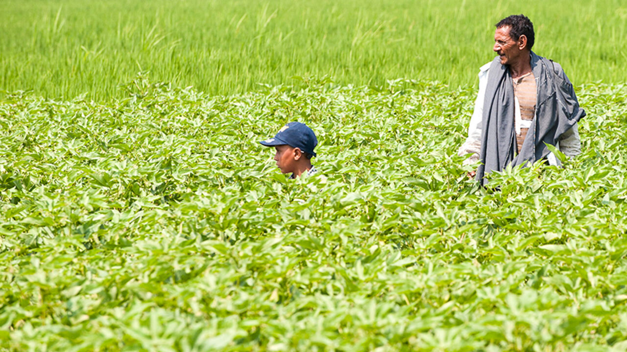 EGYPT-COTTON/ A child and farmer Am Tayeb stand in a field of extra long staple "Giza 88" cotton in Shubra Kheit in El Beheira Governorate, north of Cairo, Egypt, July 29, 2015. After the agriculture ministry banned cotton imports to help local producers, the cabinet abruptly vetoed the idea - the latest in a series of economic policy U-turns and delays under President Abdel Fattah al-Sisi. Such schizophrenic decision-making is also a symptom of wider policy problems affecting Egypt, which is struggling to re-energise i