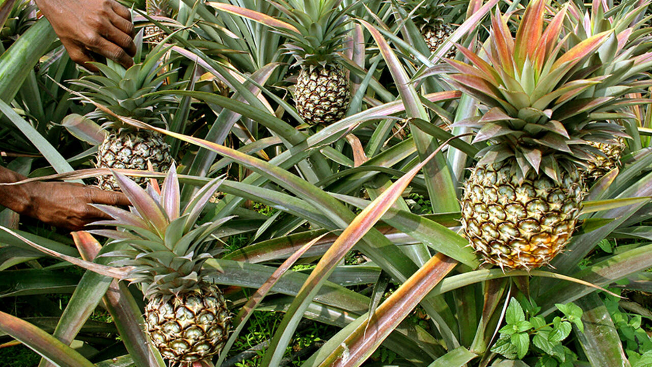 PINEAPPLES An Indian farmer collects pineapples inside a field on the outskirts of the northeastern Indian city of Siliguri March 6, 2006. - RTXODES