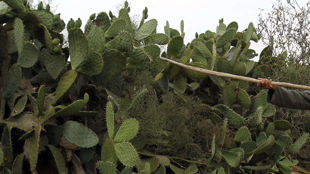 PALESTINIANS/ A Palestinian man harvests cactus fruit on a farm in Khan Younis in the southern Gaza Strip July 20, 2011. REUTERS/Ibraheem Abu Mustafa (GAZA - Tags: FOOD AGRICULTURE) - RTR2P2LA