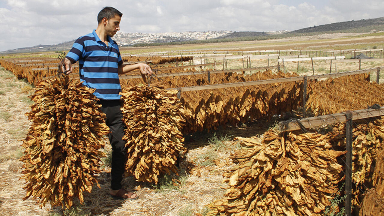 PALESTINIANS-DAILYLIFE/ Palestinian farmer Saleh Hamarsheh carries dry tobacco in his field to make local cigarettes in the town of Ya'bad near the West Bank city of Jenin September 22, 2014. REUTERS/Abed Omar Qusini (WEST BANK - Tags: SOCIETY) - RTR4795L