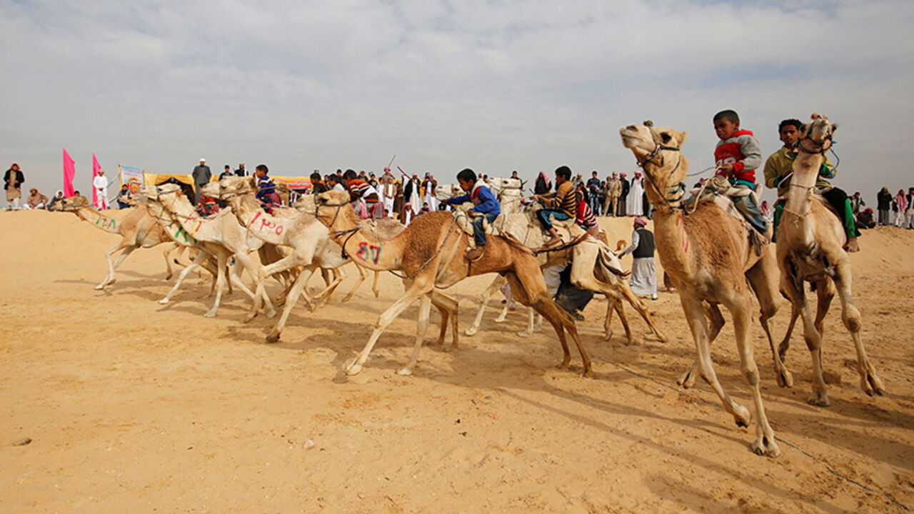 EGYPT-TOURISM/ Jockeys, most of whom are children, compete on their mounts at the starting line during the opening of the International Camel Racing festival at the Sarabium desert in Ismailia, Egypt, March 21, 2017. Picture taken March 21, 2017. REUTERS/Amr Abdallah Dalsh - RTX324AE