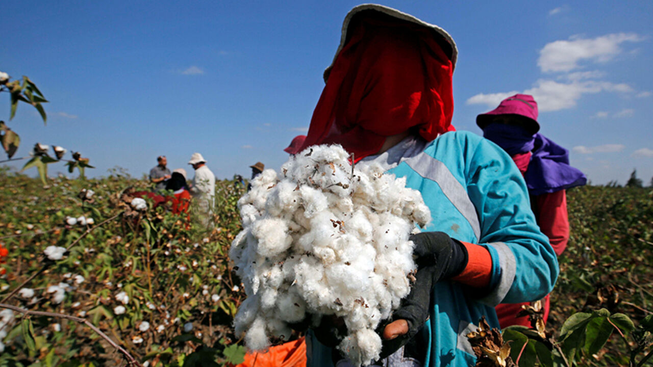 A farmer shows cotton in a field of San el-Hagar village, in the province of Al-Sharqia, Cairo, Egypt October 18, 2016. Picture taken October 18, 2016. REUTERS/Amr Abdallah Dalsh - RTSTSP4