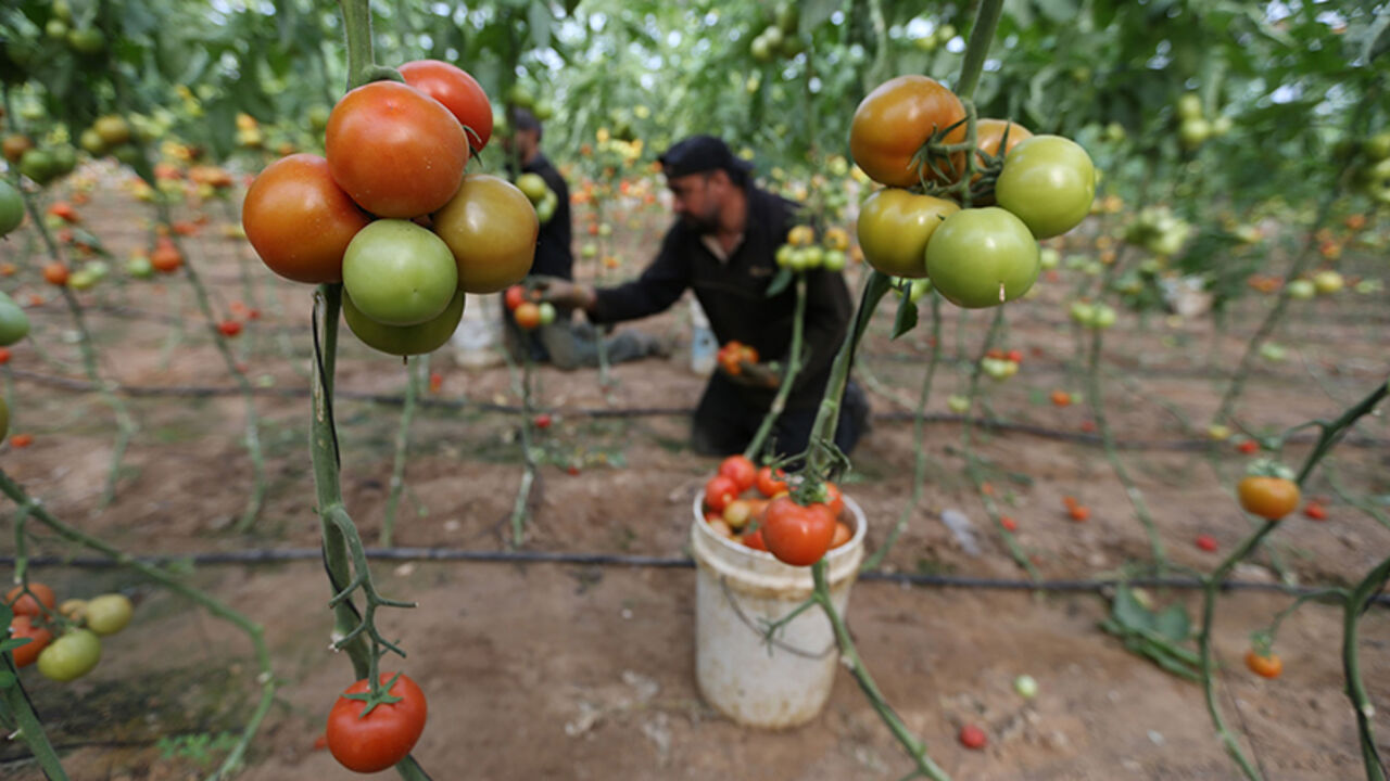 ISRAEL-PALESTINIANS/EXPORTS Palestinian farmers pick tomatoes to be exported into Israel, on a farm in Deir El-Balah in the central Gaza Strip March 11, 2015. Israel imported its first fruit and vegetables from the Gaza Strip in almost eight years on Thursday, in a partial easing of an economic blockade maintained since the Islamist group Hamas seized control of the Palestinian territory. Twenty-seven tonnes of tomatoes and five tonnes of eggplants were trucked across the border under an Israeli plan to bring in around 1,200 tonnes of