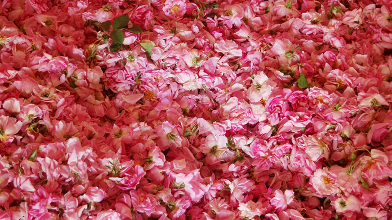 TURKEY-ROSES/ Roses and rose leaves are pictured at a rose-oil plant in Isparta, Turkey, May 31, 2015. Turkey's harvest of its prized Damascus rose, set to end this weekend, transforms 16 million square m (4,000 acres) of land into beds of pink and perfumes the air around the town of Isparta, the world's biggest producer of Damascus roses and their costly oil, each June. Picture taken May 31, 2015. To match TURKEY-ROSES/ REUTERS/Ayla Jean Yackley - RTX1IW1U