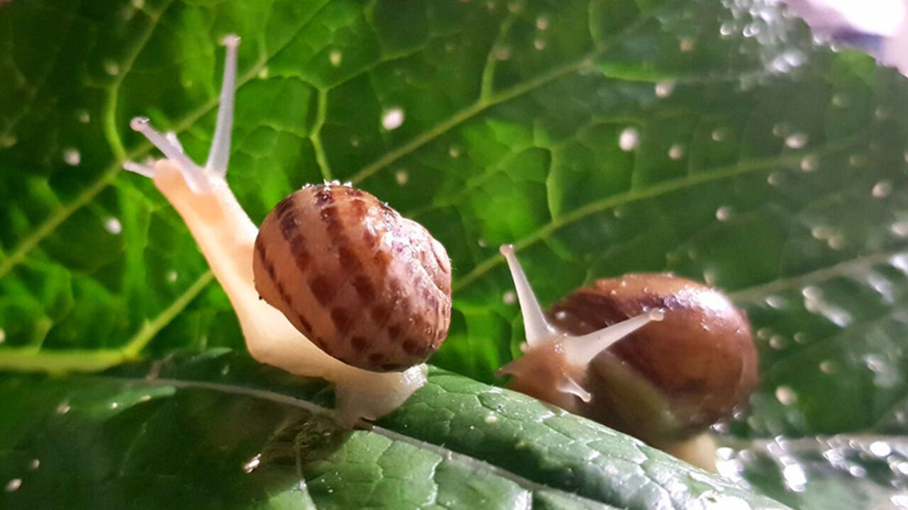 Snails.jpg