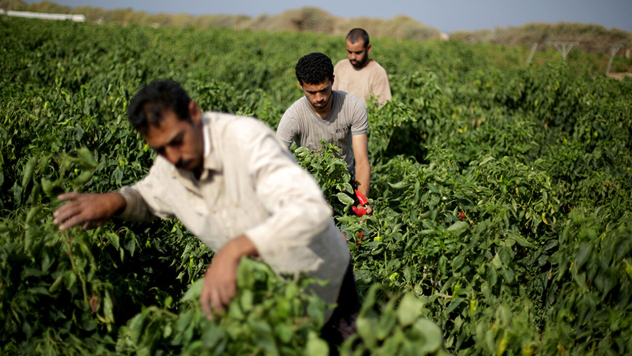 Nic6248728 Palestinian farmers harvest peppers at a farm in Gaza City on September 19, 2013. AFP PHOTO / MOHAMMED ABED (Photo credit should read MOHAMMED ABED/AFP/Getty Images)