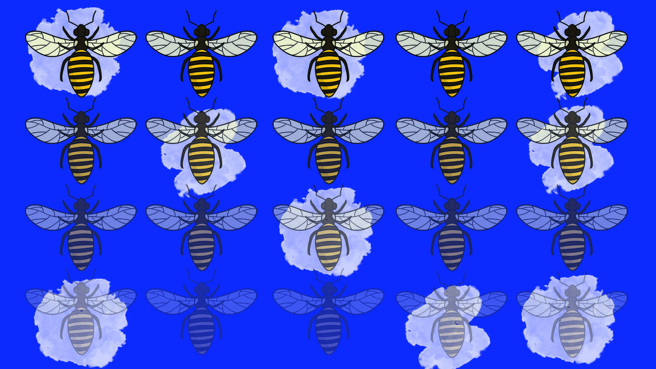 Israeli_bees.jpg