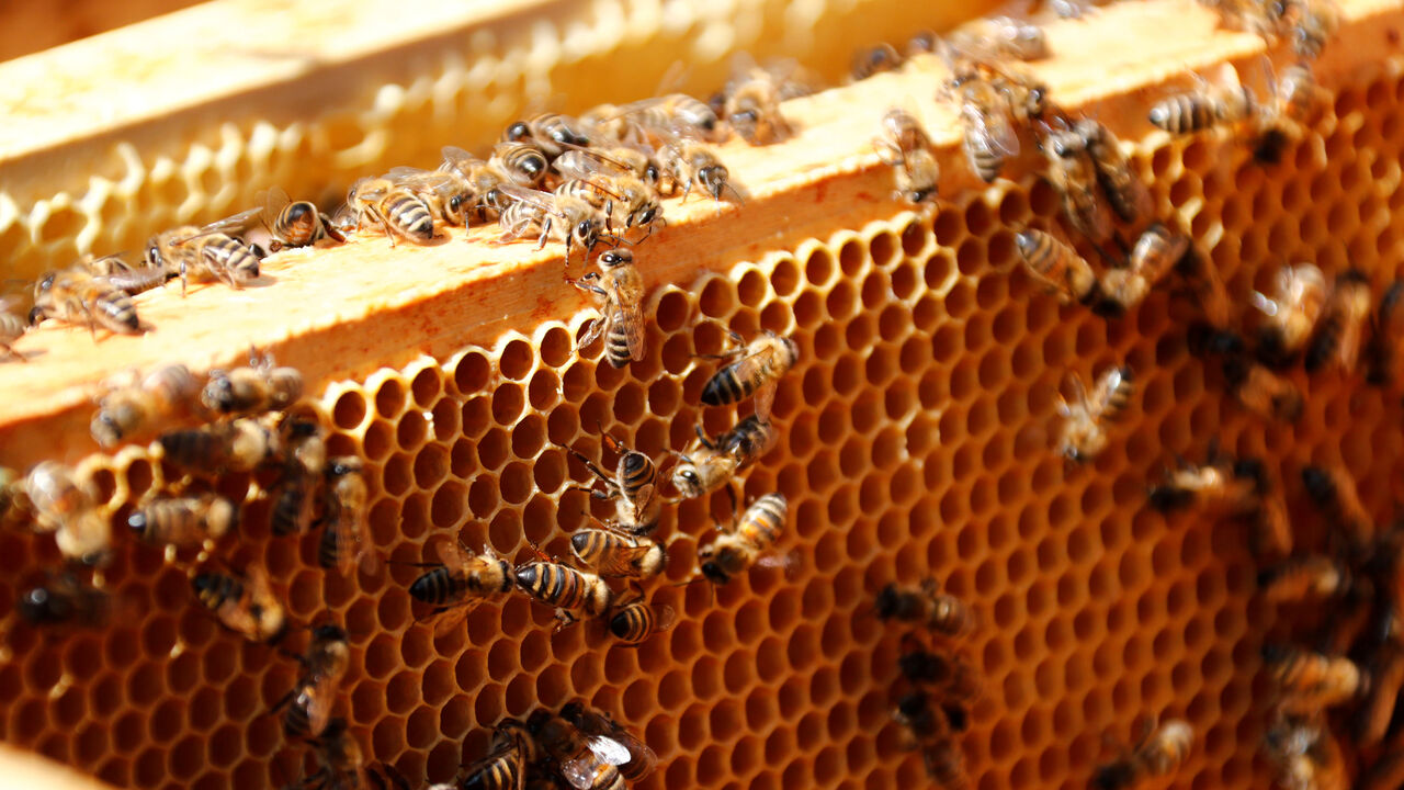 GERMANY-HONEY/ Honeybees are seen during the harvest of honey from tens of thousands honeybees permanently placed in a courtyard of an office building at the lower house of the German parliament Bundestag in Berlin, Germany August 23, 2017. REUTERS/Fabrizio Bensch - RC1D4A75EDC0