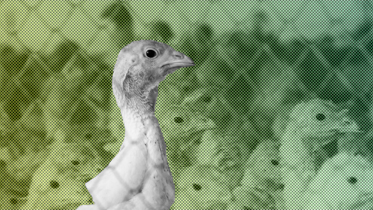 BIRDFLU-ISRAEL/ Poultry is seen in a cage in the Israeli village of Aviel January 3, 2008. Israeli officials said on Thursday the deadly bird flu strain H5N1 had been found in dead chickens from a kindergarten petting zoo. "The H5N1 bird flu strain has been found in the fowl," the Agriculture Ministry said in a statement, referring to 18 dead chickens found in the kindergarten. REUTERS/Gil Cohen Magen (ISRAEL) - GM1DWYPJATAA