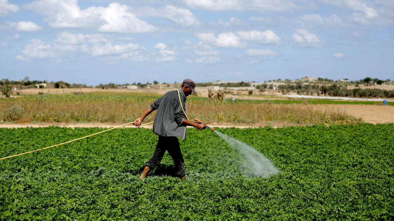 Nic6250221 A Palestinian farmer waters the field in Khan Yunis town in the southern Gaza Strip, on September 25, 2013. AFP PHOTO / MOHAMMED ABED (Photo credit should read MOHAMMED ABED/AFP/Getty Images)