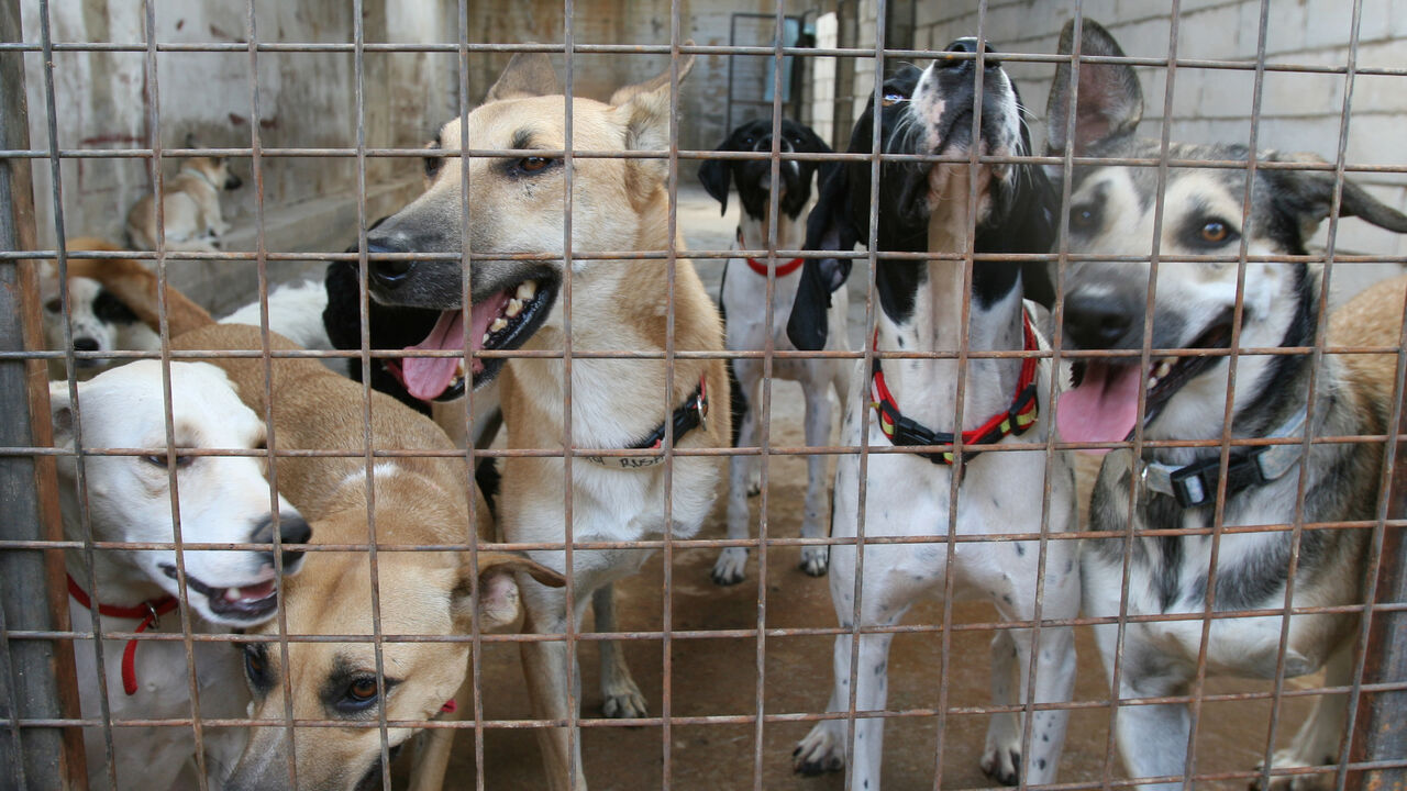 Dogs are kept at a People for the Ethical Treatment of Animals shelter in Monteverde, east of Beirut September 23 2006.  Some 300 homeless dogs and cats, many left behind by theirs owners who had fled Lebanon during the conflict between Israel and Hizbollah, will be heading to the U.S. for adoption by the Best Friends animal society.   REUTERS/Jamal Saidi (LEBANON) - GM1DTOHSGWAA