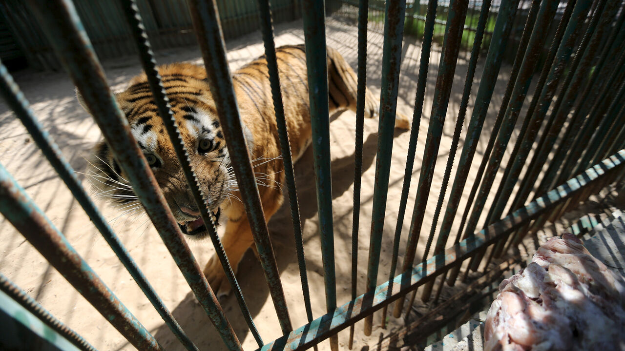 PALESTINIANS-GAZA/ZOO A tiger is seen inside an enclosure at a zoo in Khan Younis in the southern Gaza Strip March 7, 2016. REUTERS/Ibraheem Abu Mustafa - GF10000336620