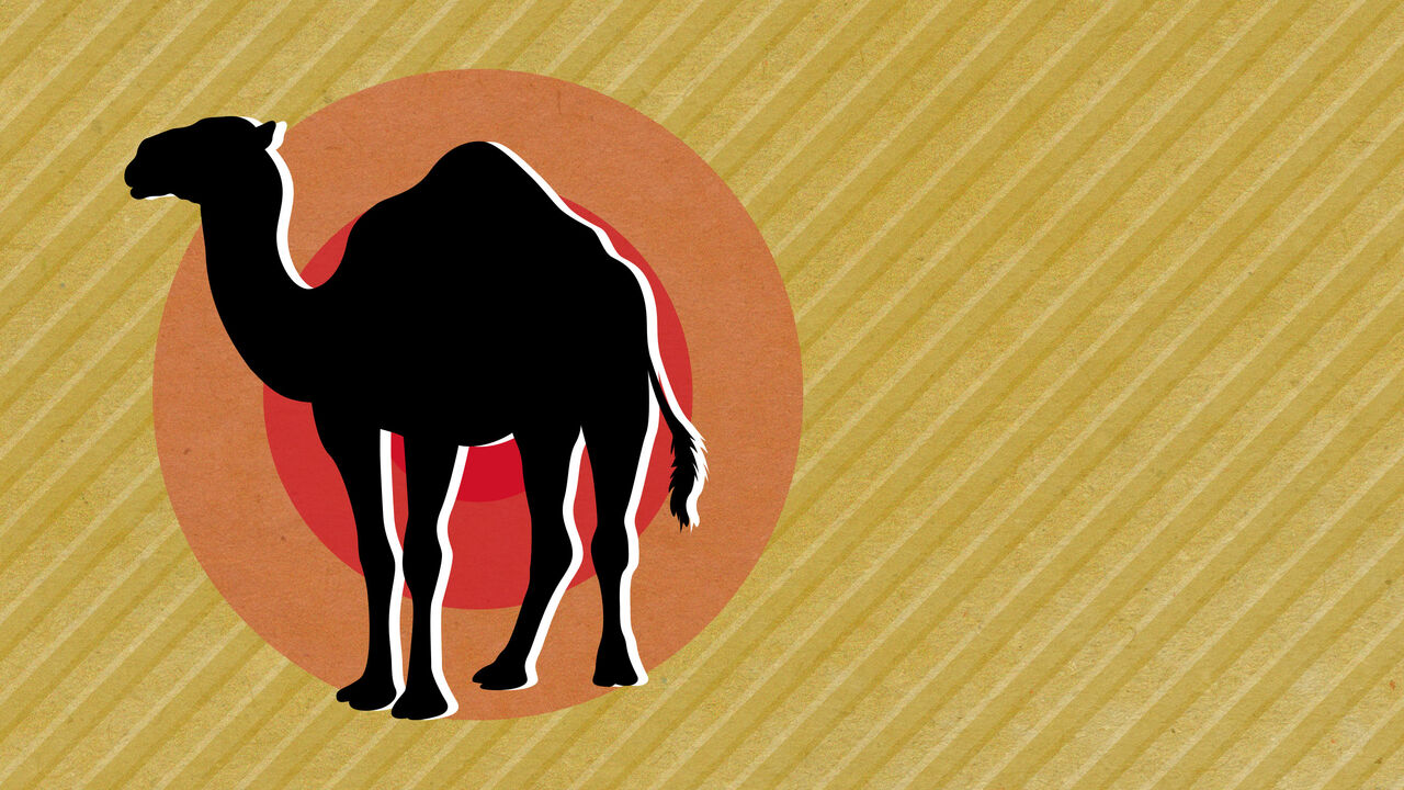 Egypt_Camel.jpg