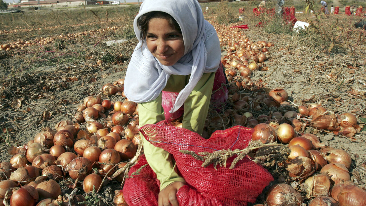 TURKEY MIGRANTS A young migrant worker collects onions during a harvest in Omerlerkoy village, 20 km (12 miles) southwest of Ankara, August 17, 2006. Settlements of plastic tents supported by wooden poles sprout up across the Turkish countryside during the harvest months, when an estimated 6 million workers travel long distances to work on commercial farms. Picture taken August 17, 2006. To match feature TURKEY-MIGRANTS REUTERS/Umit Bektas (TURKEY) - GM1DTVAITJAA