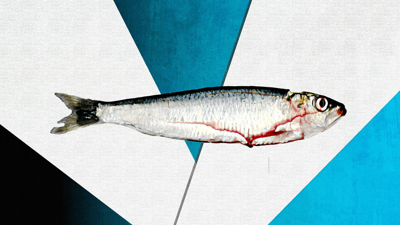 Sardine.jpg