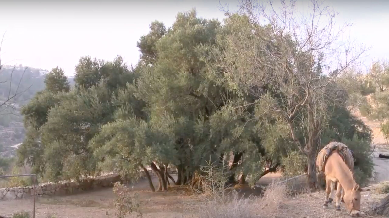 Olive_tree.jpg