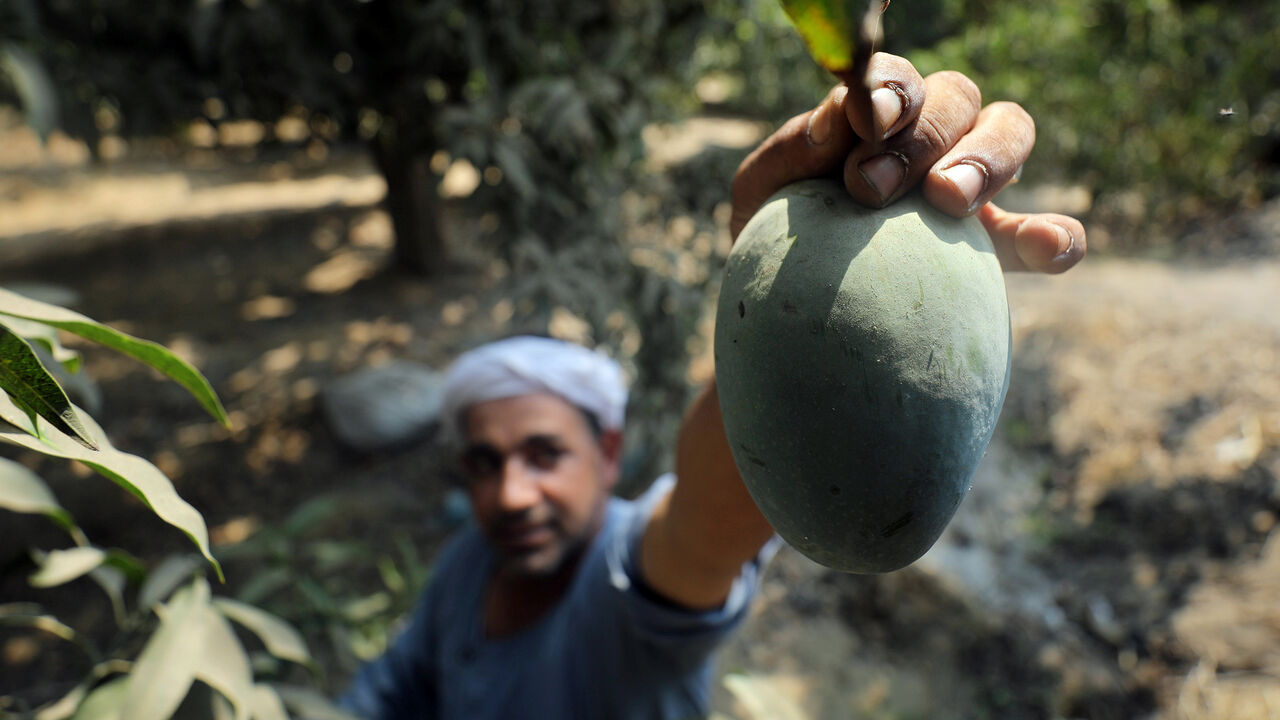 EGYPT-AGRICULTURE/ A farmer harvests mangoes at a field in Al-Giza, on the outskirts of Cairo, Egypt August 27, 2018. REUTERS/Mohamed Abd El Ghany - RC1D6640EA20