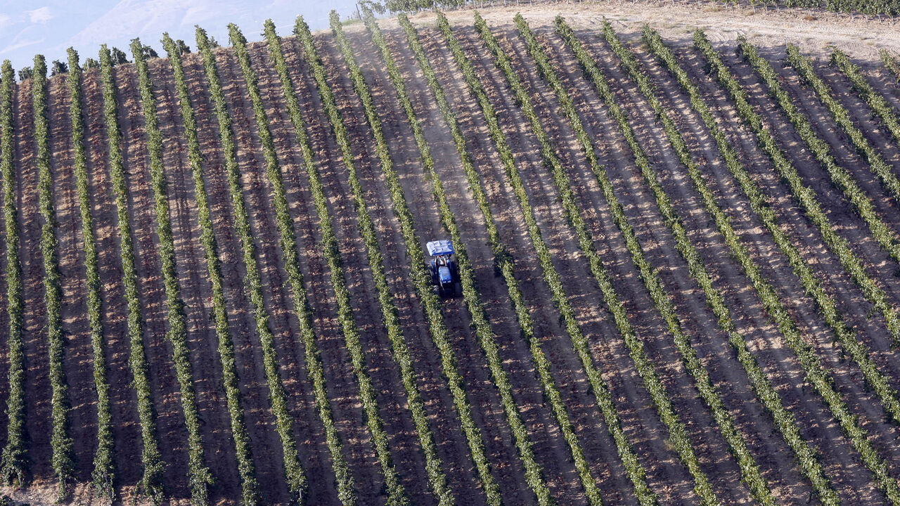 TURKEY A worker drives in the Pendore vineyard run by Kavaklidere wines during the harvest in the western Turkish village of Kemaliye in the Aegean region, August 28, 2009. REUTERS/Murad Sezer (TURKEY SOCIETY) - GM1E58T02GR01