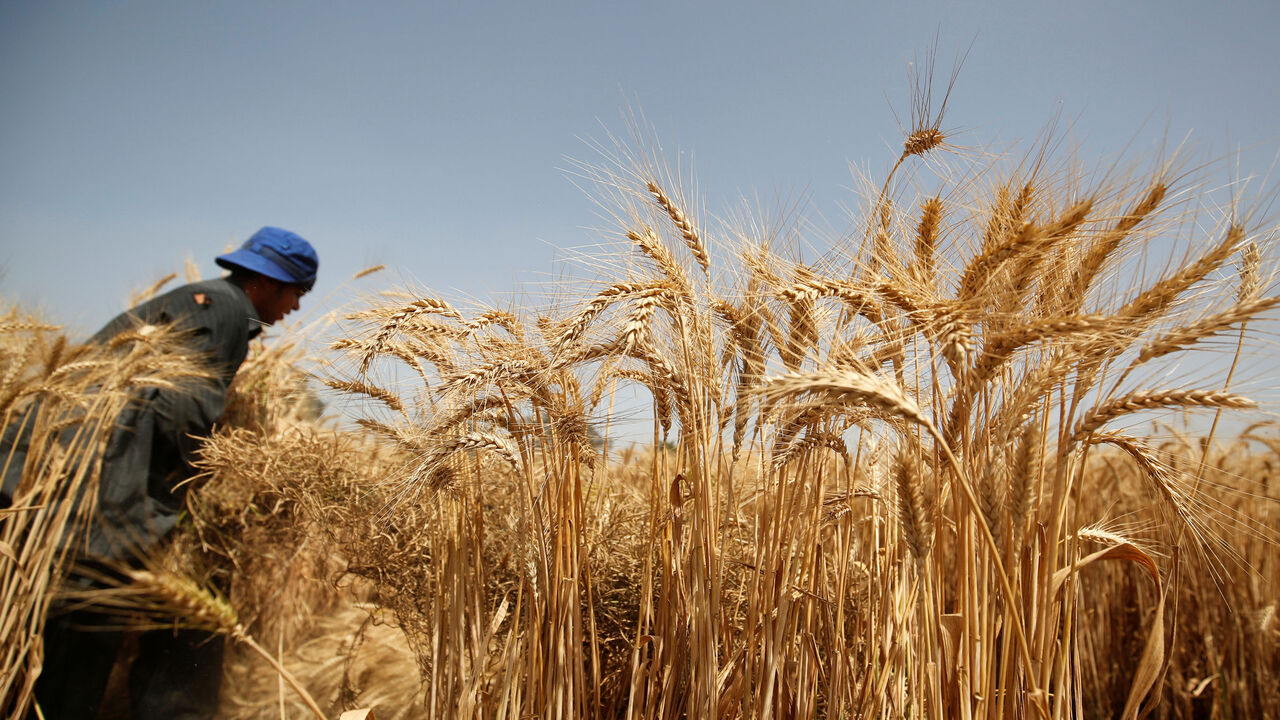 EGYPT-WHEAT/ RTSJPKD.jpg