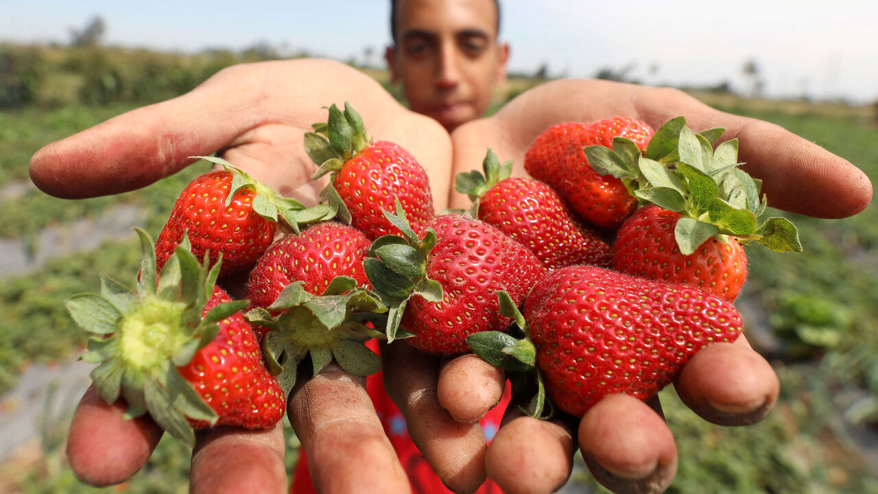 EGYPT-AGRICULTURE/ RTX5GHW1.jpg