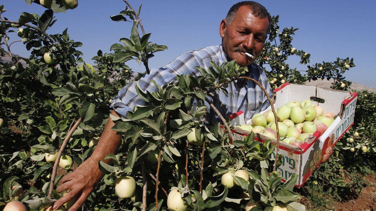 PALESTINIANS/ A Palestinian labourer smokes a cigarette as he picks apples during a harvest in a field in the West Bank village of al-Faraa, near Nablus June 24, 2013. REUTERS/Abed Omar Qusini (WEST BANK - Tags: SOCIETY AGRICULTURE BUSINESS) - GM1E96O1MHM01