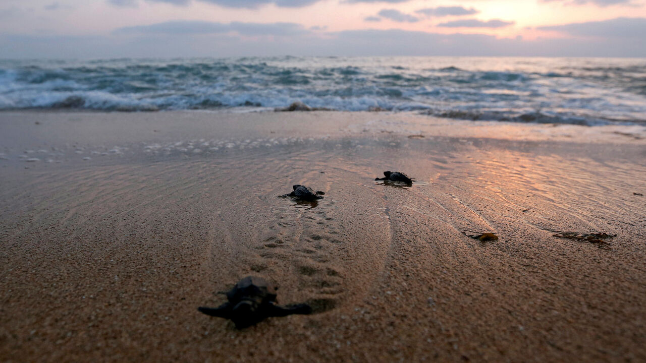 LEBANON-ENVIRONMENT/TURTLES Baby sea turtles crawl to the sea at a seashore in El-Mansouri village, near the southern city of Tyre, Lebanon July 24, 2017. Picture taken July 24, 2017. REUTERS/Jamal Saidi TPX IMAGES OF THE DAY - RC1AF2697750