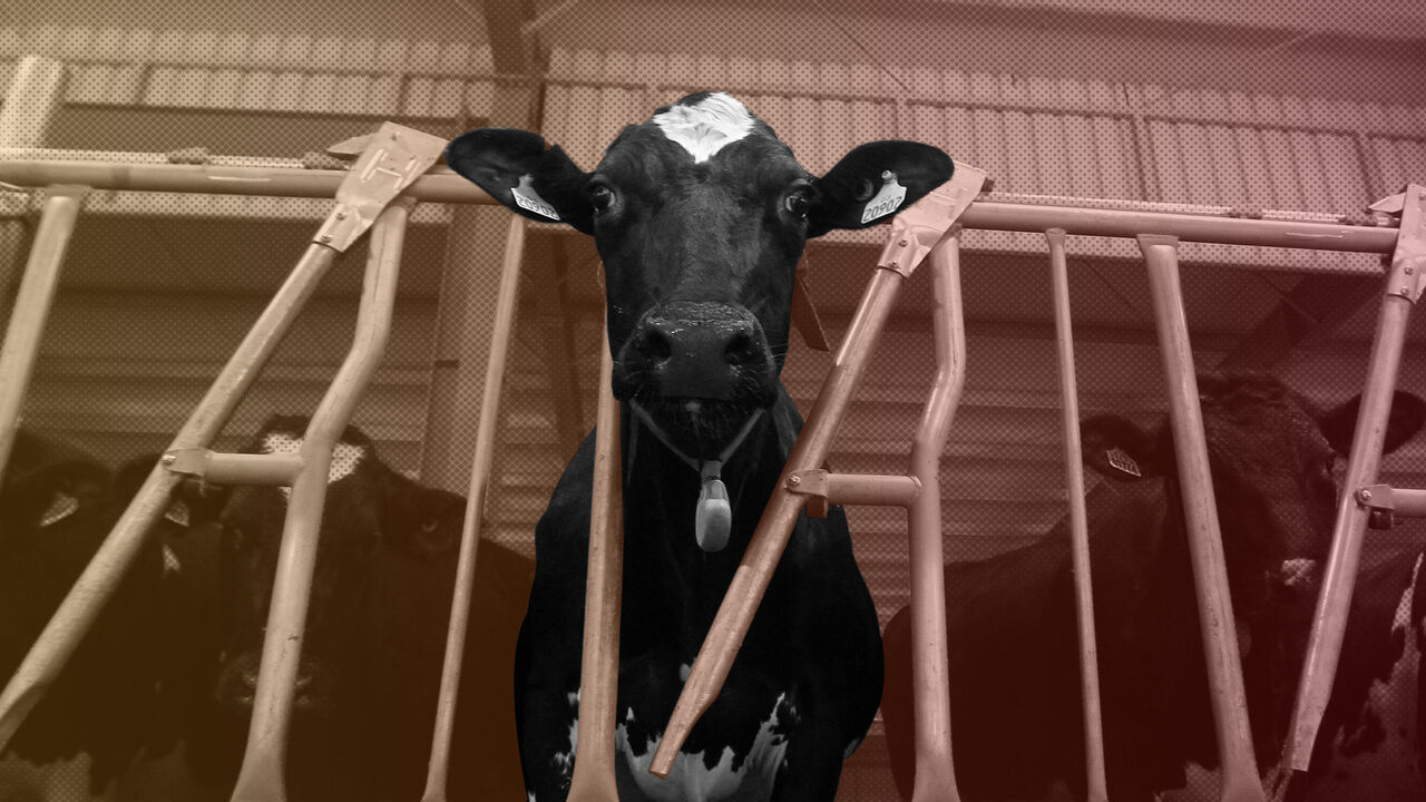 GULF-QATAR/COWS RTX3KD9X.jpg