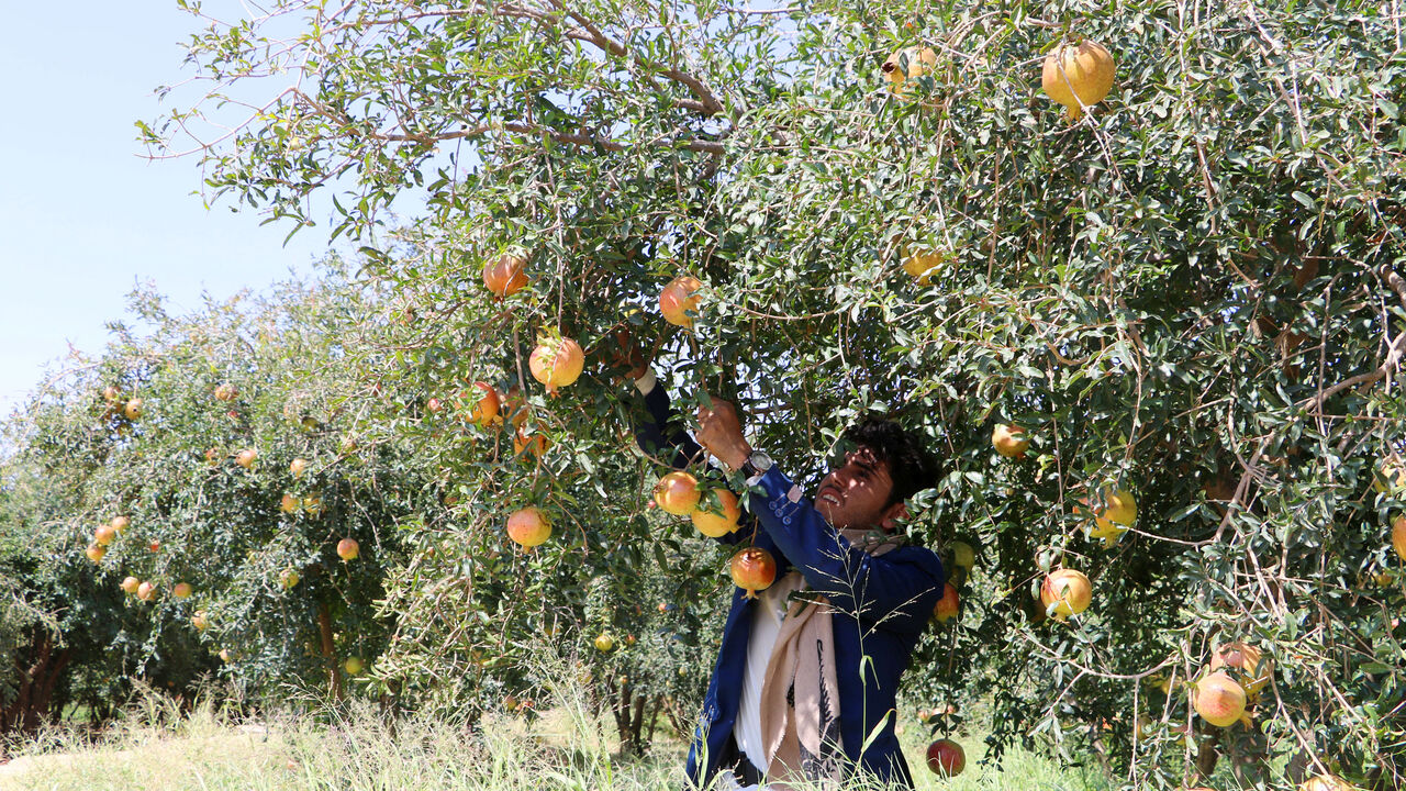YEMEN-SECURITY/AGRICULTURE RTX6G1K8.jpg