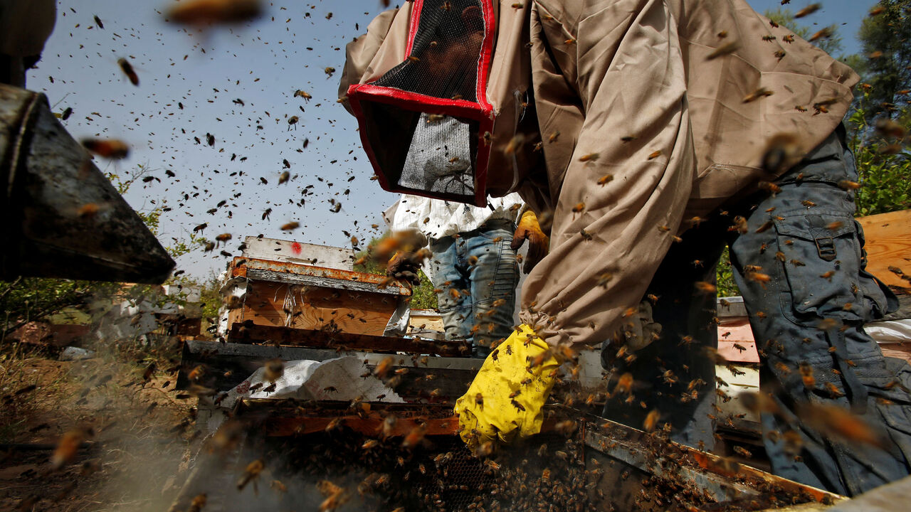 PALESTINIANS-GAZA/HONEY RTX6TLW0.jpg