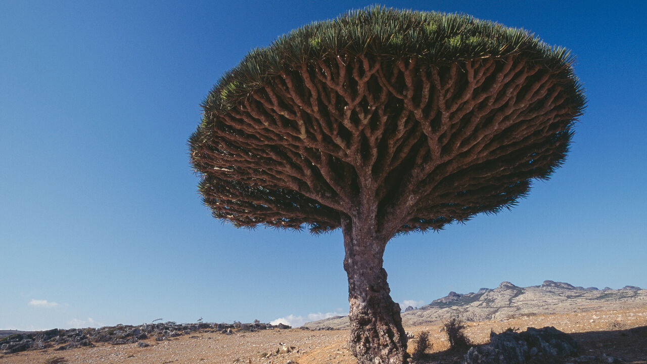 959571748 Dragon tree of Socotra (Dracaena cinnabari), Diksam, Socotra Island (Unesco World Heritage List, 2008), Yemen.