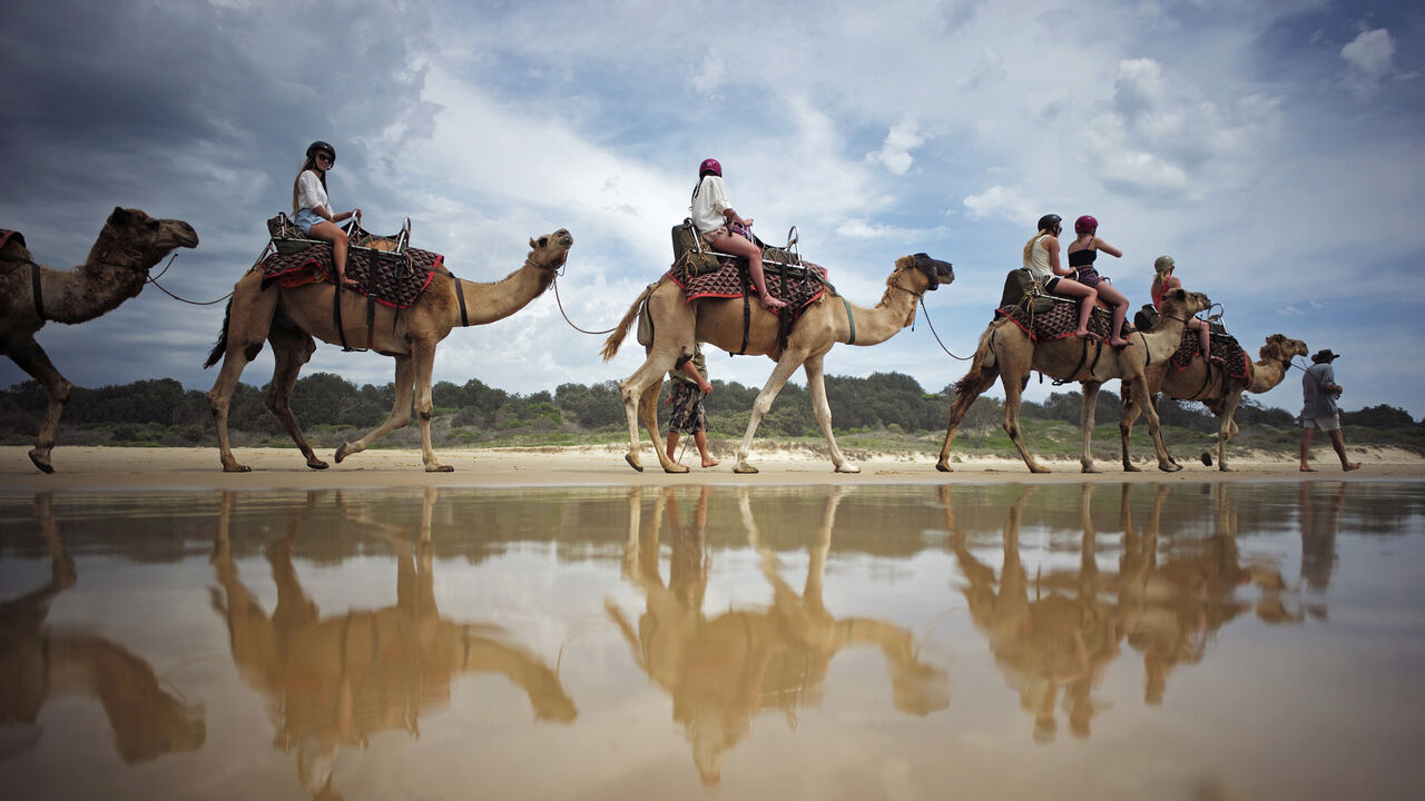 AUSTRALIA-TOURISM/ Tourists are reflected in the waters of the Pacific Ocean as they ride on a camel safari along Lighthouse Beach, north of Sydney, December 4, 2014. For 25 years camel rides on this beach have given visitors to Australia's holiday coast a rare experience available only in a handful of locations in the country. Australia's long history with the 'ships of the desert' goes back to the 1800s when they were imported from Afghanistan and India for use as transportation across Australia's vast deserts before being