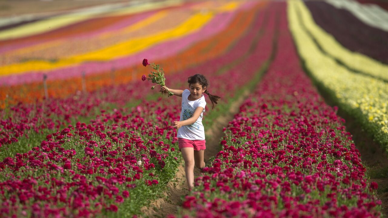 470456164 An Israeli girl picks Ranunculus flowers in a cultivated field in the southern Israeli Kibbutz of Nir Yitzhak, located along the Israeli-Gaza Strip border, on April 20, 2015. The flower bulbs will be mostly exported to Europe. AFP PHOTO / MENAHEM KAHANA (Photo credit should read MENAHEM KAHANA/AFP via Getty Images)
