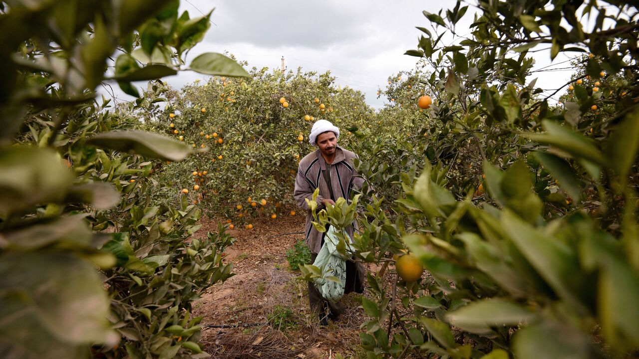 630582714 Hany Mousa, 38, collects mandarins at a farm on December 27, 2016 in the Egyptian village of Abu Ghalib, in Cairo's northern Giza province. / AFP / MOHAMED EL-SHAHED (Photo credit should read MOHAMED EL-SHAHED/AFP via Getty Images)